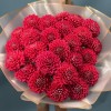 25 пышных красных георгин